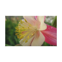 New Day Gardens Canvas Print- Red Columbine Close
