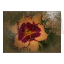 New Day Gardens Note Cards- Daylily 'Sabine Baur'