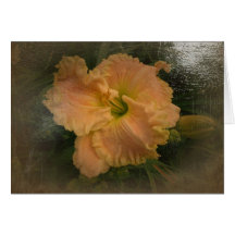 New Day Gardens Notecard Daylily 'Almost An Angel'