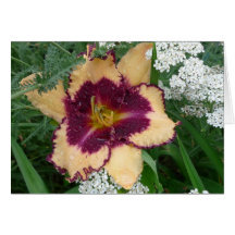 New Day Gardens Notecard- Daylily 'Sabine Baur'