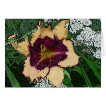 New Day Gardens Notecard Daylily 'Sabine Baur' W