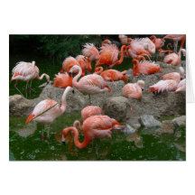 New Day Gardens Notecard- Flamingos