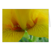 New Day Gardens Notecard-Historic Iris 'Cotsgold'