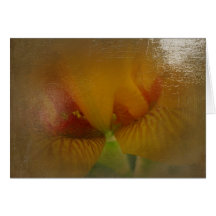 New Day Gardens Notecard Iris 'Cotsgold' Closeup A