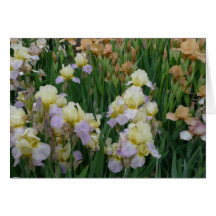 New Day Gardens Notecard- Iris 'Enriched'