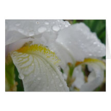 New Day Gardens Notecard- Iris 'Florintina'
