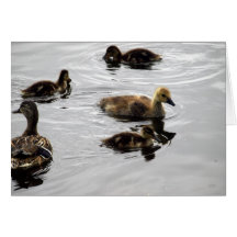 New Family Cards