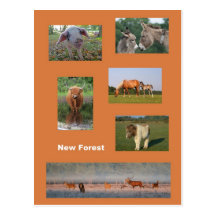 New Forest animals postcard
