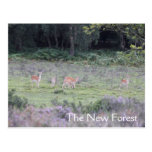 New Forest deer Postcard
