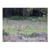 New Forest deer Postcard