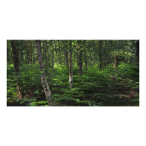 New Forest England Picture Card