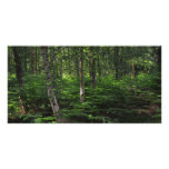 New Forest England Picture Card
