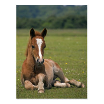 New Forest Foal Postcard