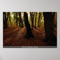 New forest, Hampshire, England Print