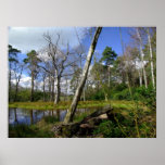 New Forest Landscape Print