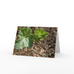 New Growth Card