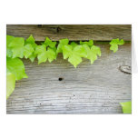 New ivy, old wood cards