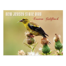 New Jersey State Bird - Eastern Goldfinch Post Card