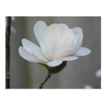 New Magnolia Centennial Post Cards