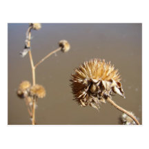 New Mexico Winter Blooms Post Cards