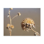 New Mexico Winter Blooms postcards
