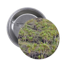 New Zealand cabbage trees Pinback Button