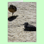 New Zealand Dotterel cards