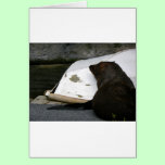New Zealand Fur Seal cards