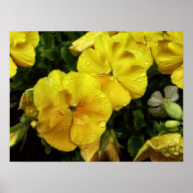 New Zealand Yellows Poster