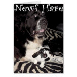 Newf Hare cards