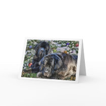 Newfie Holiday Wishes Cards