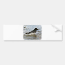 Newfoundland 9W023D-078 Bumper Stickers