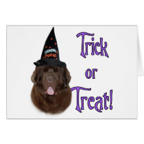 Newfoundland (brown) Trick