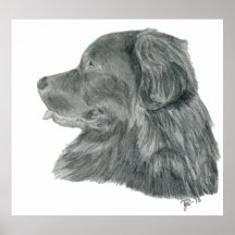 Newfoundland dog art print GW