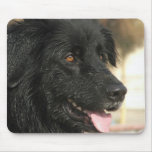 Newfoundland Dog Mouse Pad