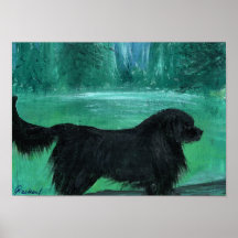 Newfoundland dog newfy Poster