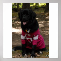 Newfoundland Dog Poster