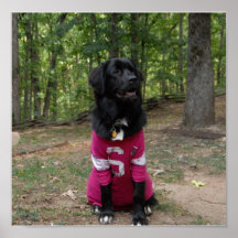 Newfoundland Dog Poster
