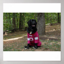 Newfoundland Dog Poster