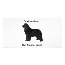 Newfoundland Dog The Gentle Giant Photo Cards