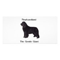 Newfoundland Dog The Gentle Giant Photo Cards