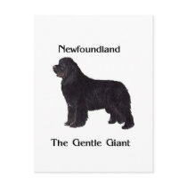 Newfoundland Dog The Gentle Giant Post Card