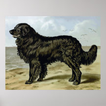Newfoundland, High Quality dog drawing Posters