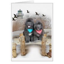 Newfoundland Puppies on beach cards