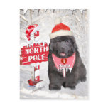 Newfoundland Puppy Loves Santa Cards postcards