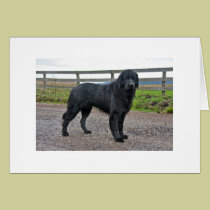 Newfoundlander on show cards