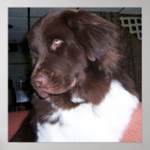 Newfy girl posters