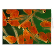 NEWLY HATCHED SALMON CARD