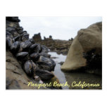 Newport Beach at low tide Postcards