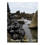 Newport Beach Muscles at Low Tide Postcards